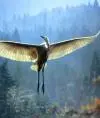 grulla