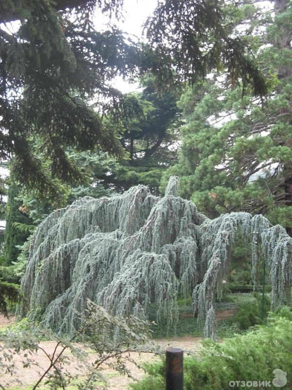 Никитский Ботанический сад (Украина, Крым) фото