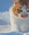 8998