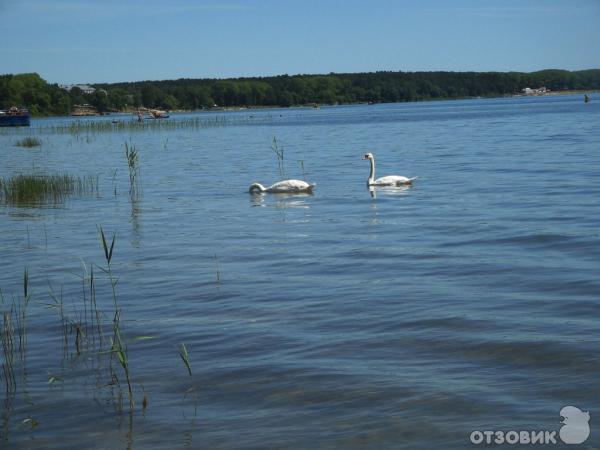 Озеро Нарочь (Беларусь, Минская область) фото