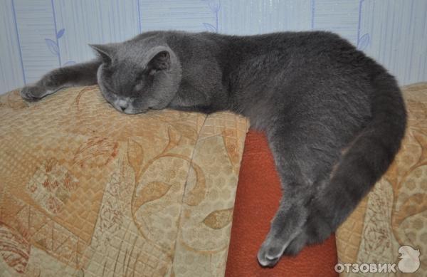 Британские кошки фото