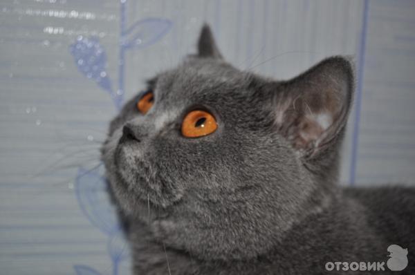 Британские кошки фото