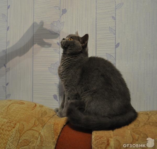 Британские кошки фото