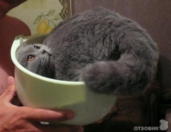 Британские кошки фото