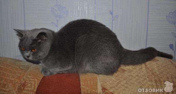 Британские кошки фото