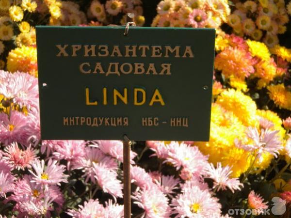 Хризантема Linda