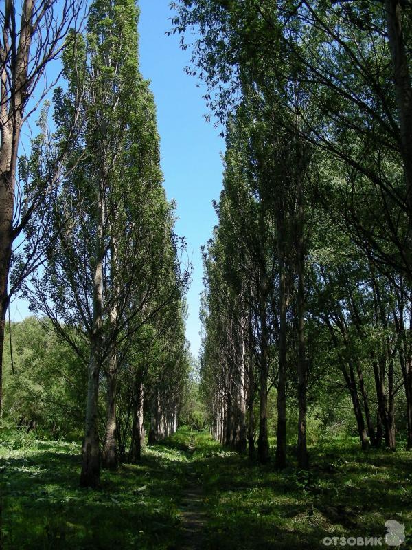 Ботанический сад УрО РАН (Россия, Екатеринбург) фото