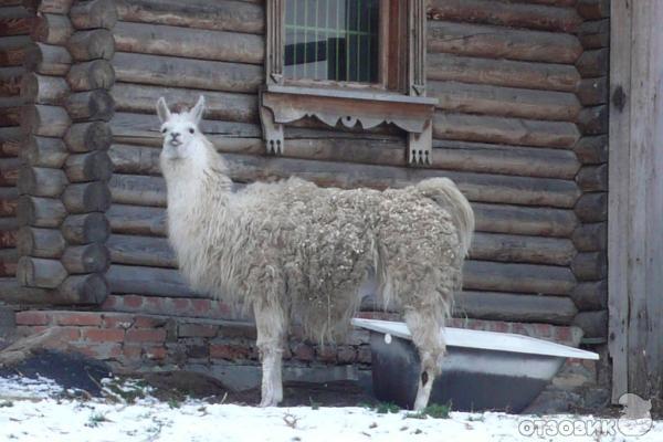 Челябинский зоопарк фото