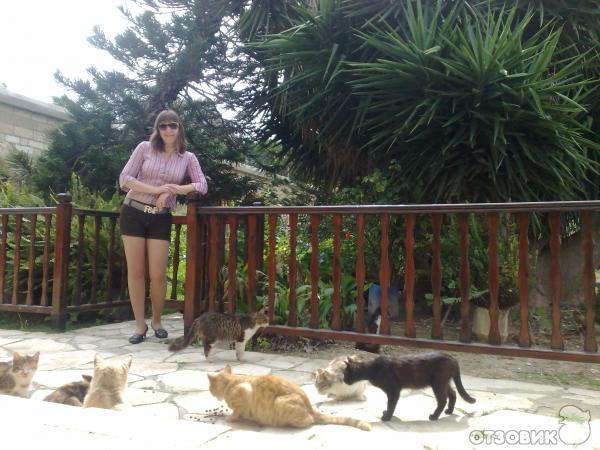 Кошачий монастырь или монастырь Святого Николая, Кипр фото