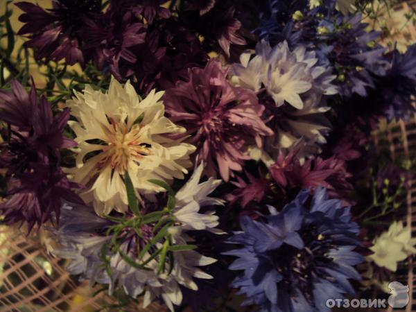 Цветной бульвар (Россия, Тюмень) фото