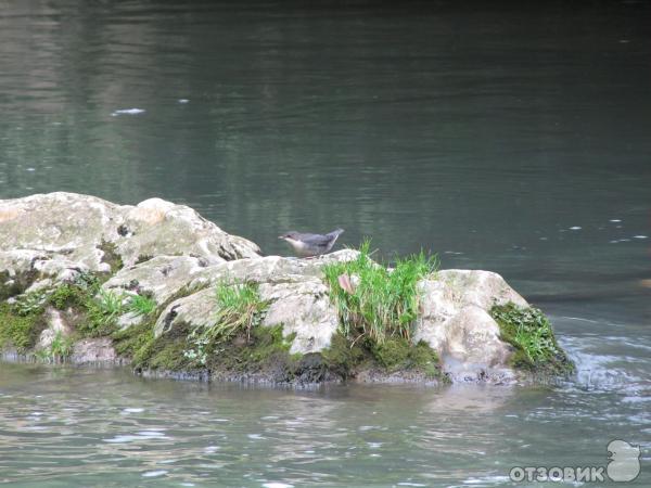 Ресторан Ассир фото