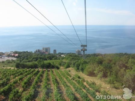 едем над виноградниками Крыма