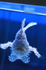 Океанариум "Морской аквариум на Чистых прудах" (Россия, Москва) фото