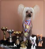 Голая Китайская хохлатая собака фото