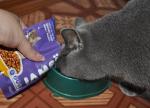 Корм порционный Iams Cat Pouch Kitten&Junior with Chicken фото