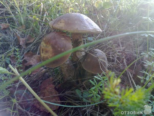 База отдыха Великое озеро на Вельё фото