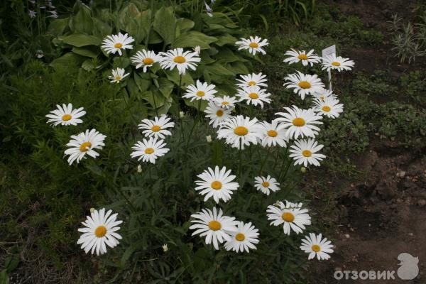 Ботанический сад (оранжерея тропических растений) (Белоруссия, Минск) фото