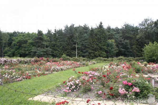 Ботанический сад (оранжерея тропических растений) (Белоруссия, Минск) фото