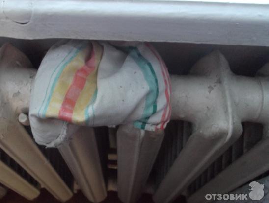 Моль:откуда берется и как с ней бороться фото