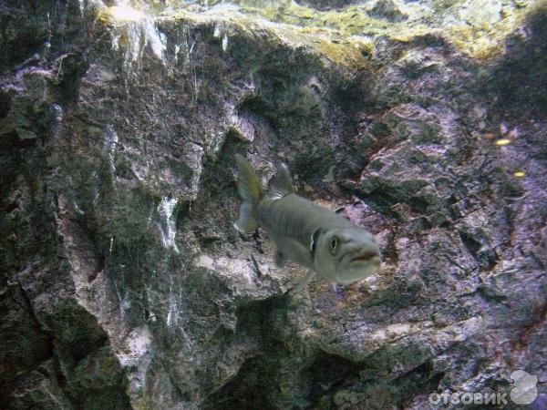 Аквариум провинции Районг фото