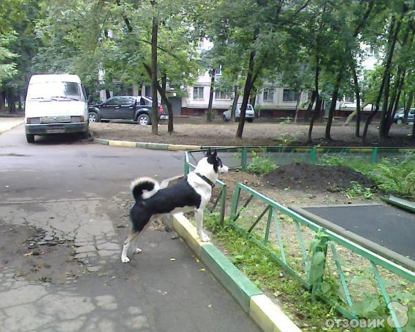 Собака пороы Западно-сибирская лайка фото