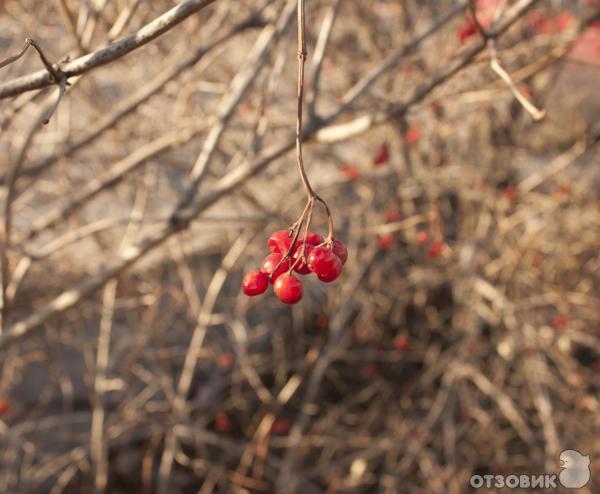 Canon EOS 500D - зеркальный цифровой фотоаппарат