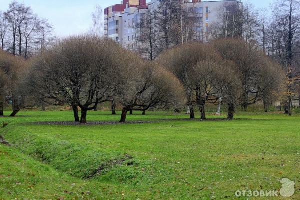 Деревья Санкт Петербурга Фото С Названиями