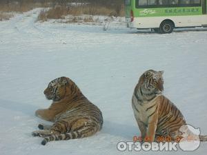 Город Харбин (Китай, Провинция Хэйлунцзян) фото