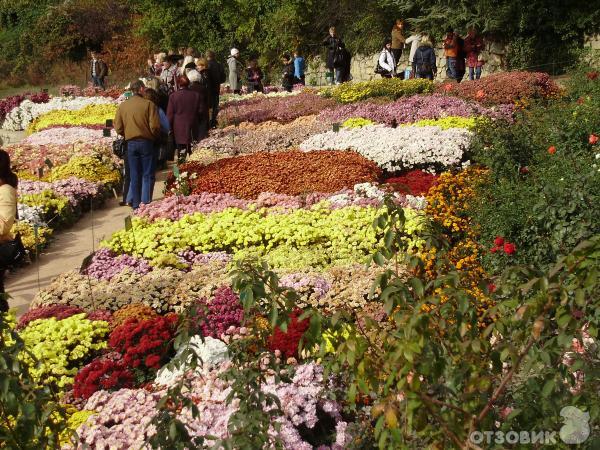 Никитский Ботанический Сад Купить Хризантемы