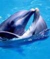 Delfin