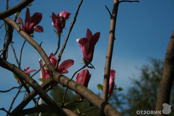 Черногория весной. фото