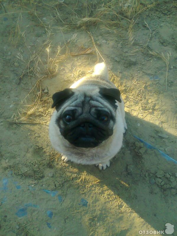 Умерший мопс. Мопс на руках. Стих про мопса. Умерший мопс. Злой мопс.