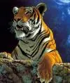 tigra