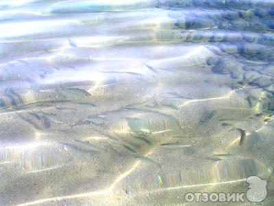 Красное море (Египет) фото