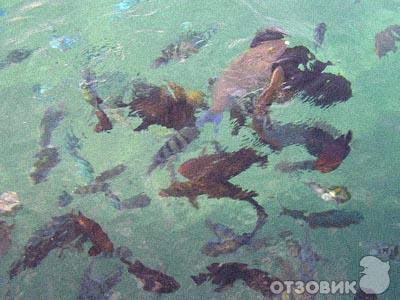Красное море (Египет) фото