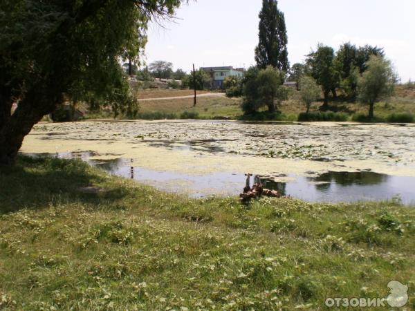 Село Крынки фото