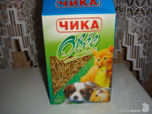 Овёс Чика фото